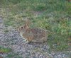 Wild Rabbit