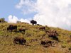 Herd of Bison