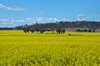 agriculture