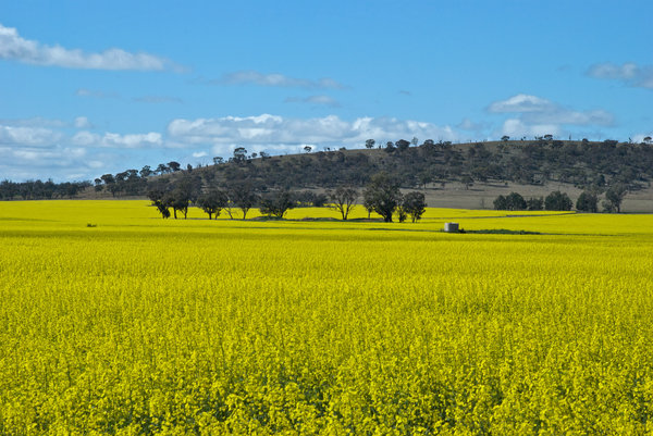 agriculture: a water tank in a canola paddock