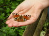 Butterfly in Hand