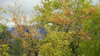 Autumn in the Park
