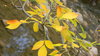 Leaves over the river