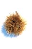 Chestnut 6