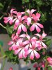 hanging pelargonium