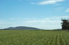 agriculture