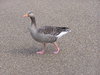 Goose