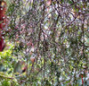 garden rain curtain
