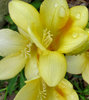 wet fragrance