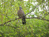 Common Wood Pigeon