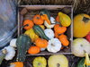 Gourds
