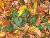 autumn leaves