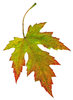 Leaf 1