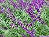 furry purple patch
