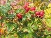 bush of rose hips
