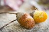 Little felted acorns