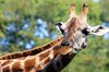 giraffe