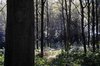 woods