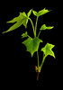 Sycamore leaves on black