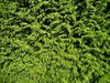 conifer texture