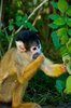 Skull monkey