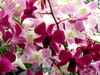 orchid display