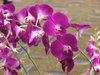 orchid display