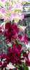 orchid display