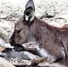 Aussie icon