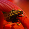 Fly