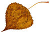 Leaf 5