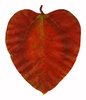 Heart Leaf