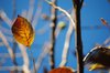 Walnut leaf