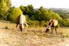 horses grazing
