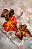 Three fall leaves still
