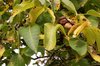Walnuts on the tree