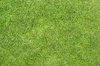 grass