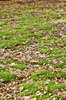 Soft forest floor