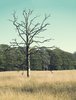 Leafless Tree