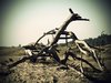 Dead Tree Remains
