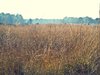 Field of Grass