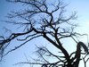 Tree and Sky