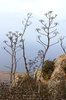 Stems and seedheads