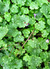 garden raindrops1