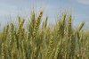 agriculture