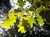 autumn oak leaves