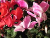 cyclamen
