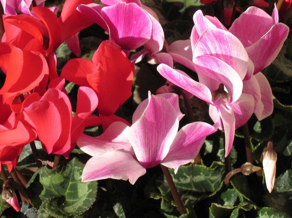 cyclamen: cyclamen