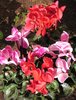 cyclamen