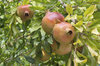 Pomegranates
